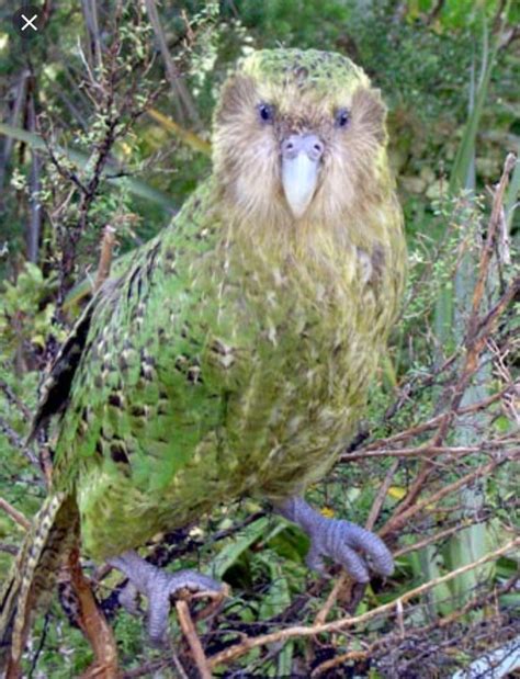 The Kakapo Also Called Owl Parrot Is A Species Of Large Flightless