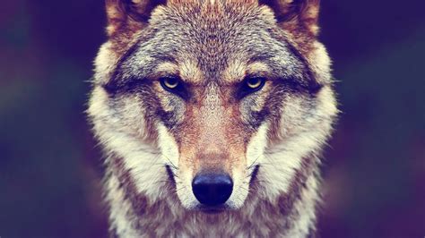 Animal Wolf Facing Straight 4k Hd Animals Wallpapers Hd Wallpapers