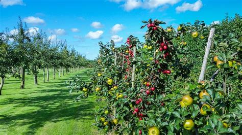 17 Things To Know Before Starting An Orchard Farming Base