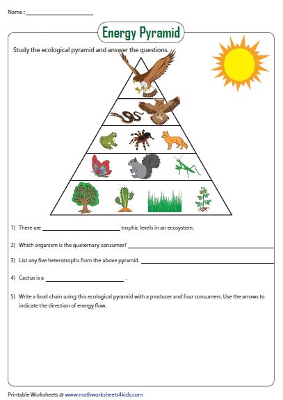 Energy Pyramid Worksheet Food Chain Activities Life Science Activities