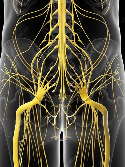 Human Hip Nerves Artwork Stock Image F0093778 Science Photo Library