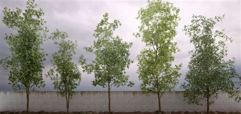 50 Low Poly Trees For 3ds Max And Vray Scene Background Low Poly 3ds Max