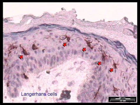 Merkel cells are found in the skin, where they function mainly as touch receptors. BIO 214 LEC Exam 3- Ch. 9 Notecards at University of ...