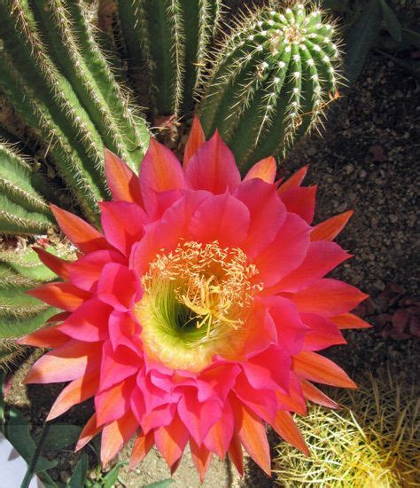 Martha Olsen Arizona Desert Cactus Flowers Pink Red Cactus Flowers