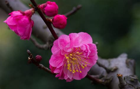 Pink Chinese Plum Blossoms Stock Photo Image Of Blossom 51221610