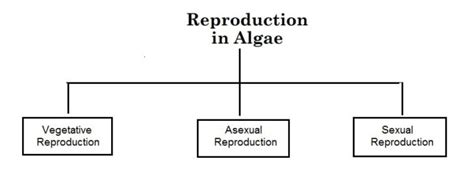 Reproduction In Algae Biology Educare