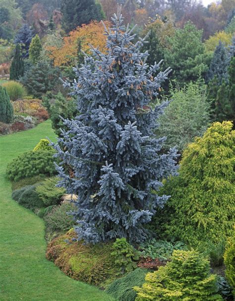 Thompsen Blue Spruce Blue Plants Blue Spruce Evergreen Garden