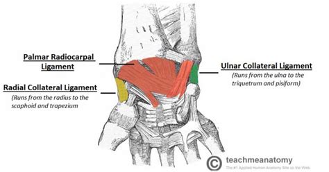 The Wrist Joint Teachmeanatomy