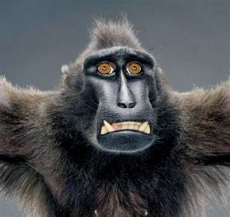 Primate Portrayals Jill Greenberg Monkey Portraits
