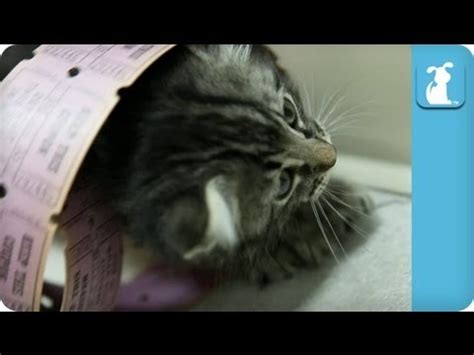 Cute Kittens In A Giant Pile Of Raffle Tickets Kitten Love Youtube