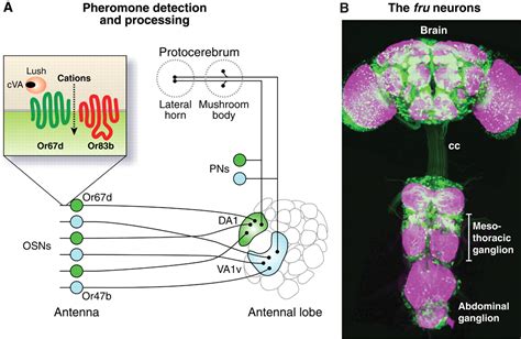 Wired For Sex The Neurobiology Of Drosophila Mating Decisions Science