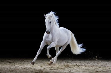 White Horse Galloping By Christiana Stawski 60 Off