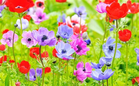 Anemone Flower Meaning Symbolism And Color Significance In The