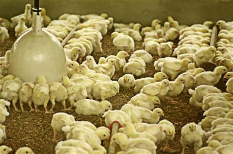 Starting A Chicken Farm Will Be Easy With This Guide