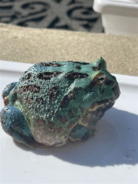 Samurai Blue Pacman Frog Figure Realistic Handpainted Resin
