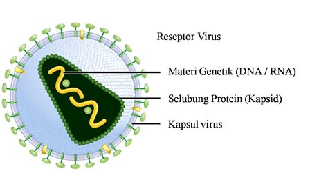 Struktur Tubuh Virus Sma Al Hikmah Muncar