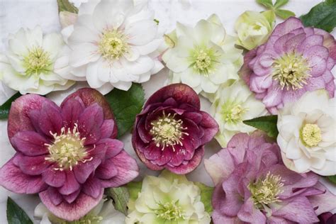 6 Gorgeous Mid Winter Flowers To Buy In Paris Paris Perfect