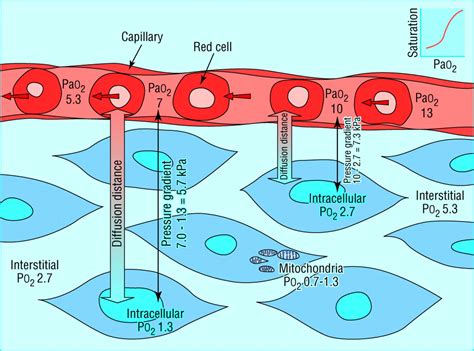 Oxygen Transport2 Tissue Hypoxia The Bmj