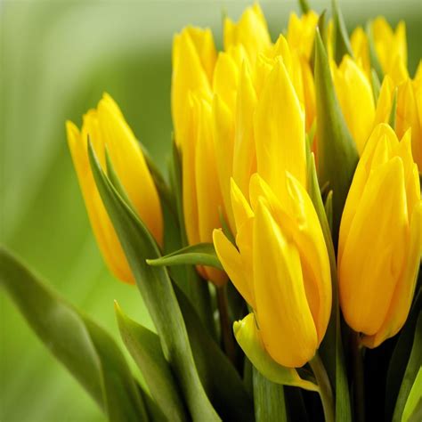 YELLOW TULIPS HD | Yellow tulips, Yellow flowers, Yellow tulips wallpaper