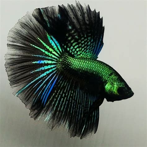 Beautiful Betta - Super Green Black Samurai HM Male in 2020 | Betta