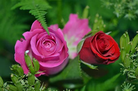 Images Gratuites Fleur Pétale Floraison Rose Flore Les Plantes