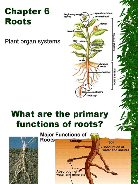 Botany Ch06 Rootsppt Root Plant Morphology