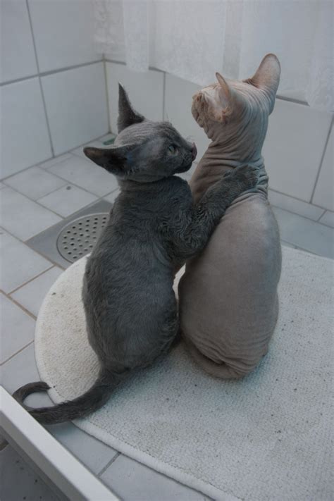 Forever Friendsliterally Our Future Cats Cute Hairless Cat