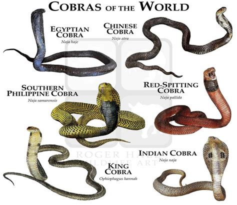 Cobras Of The World Poster Print In 2021 Poisonous Snakes Pretty