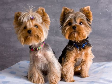 Our talented dog groomers will beautifully and safely spruce your dog to look his or her very best. 28 best images about Yorkie cuts on Pinterest | Yorkshire ...