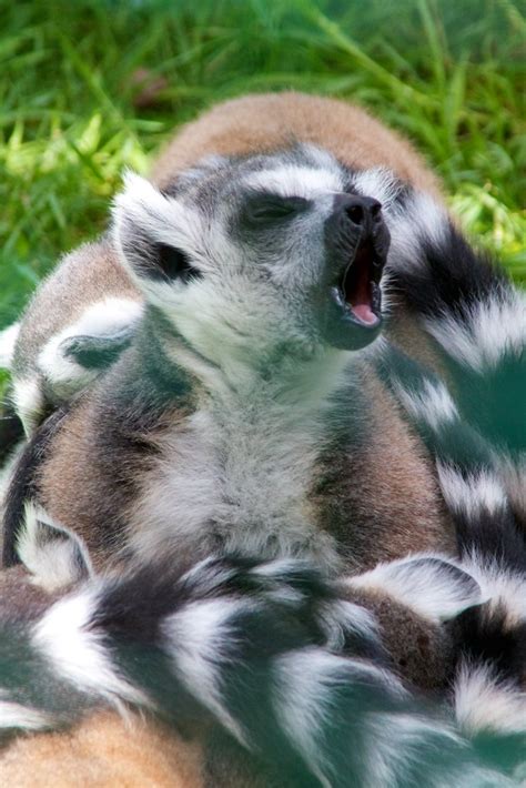 Tough Life Being A Ring Tailed Lemur Mikehatfield Flickr