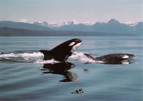 Not Available Alaskan Wildlife Orca Whale7466656396o Postcards