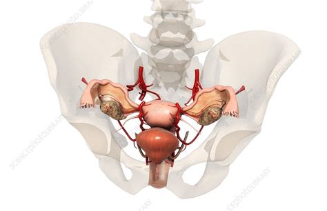 Female Reproduction Stock Image C Science Photo Library