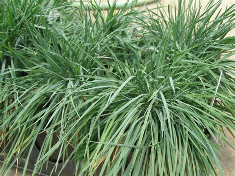 Plant an attractive ornamental grass such as purple fountain grass around the perimeter to create. Koeleria Blue Sprite Ornamental Grass - Parks Wholesale Plants