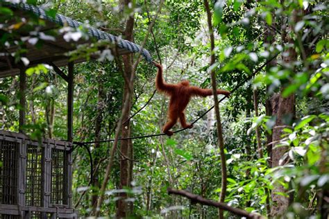 Coronavirus Puts Captive Orangutans Return To The Wild On Hold The