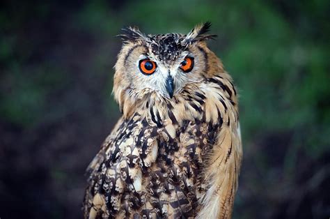 Eurasian Eagle Owl Bubo Bubo Photograph By Marcin Rozpedowski Pixels