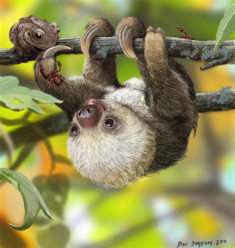 A Picture Of A Cute Baby Sloth Cute Baby Sloth Sleeping On Branch