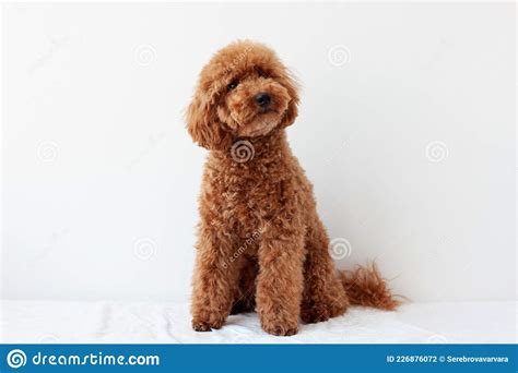 Are There Brown Poodles