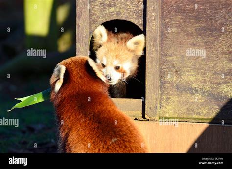 Mother Panda With Baby Hi Res Stock Photography And Images Alamy