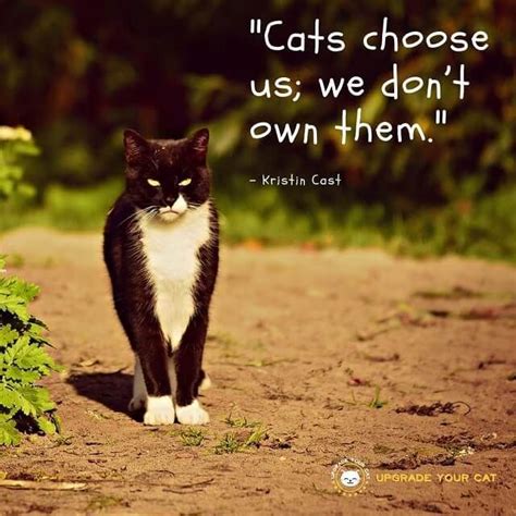 What greater gift than the love of a cat. 17 Cute and Fun Cat Quotes with Images | Cat quotes, Pet quotes cat, Animal quotes