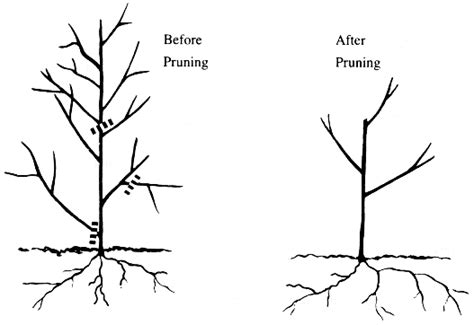 Basic Principles Of Pruning Woody Plants Uga Cooperative Extension