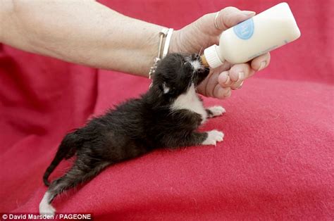 13 sexing kittens look at the pictures below. Long distance Felix! Two-week-old kitten survives 170-mile ...