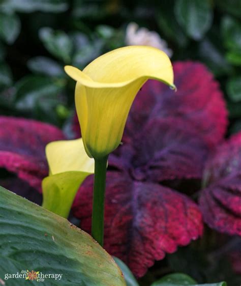 Growing Guide The Elegant And Unique Calla Lily Garden Therapy
