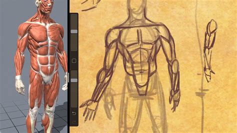 Drawing All Muscles Front And 34 View Figure Drawing Youtube