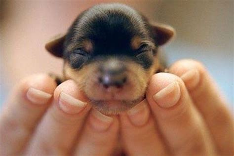 A Small Puppy Is Being Held In The Palm Of Someones Hand With Its