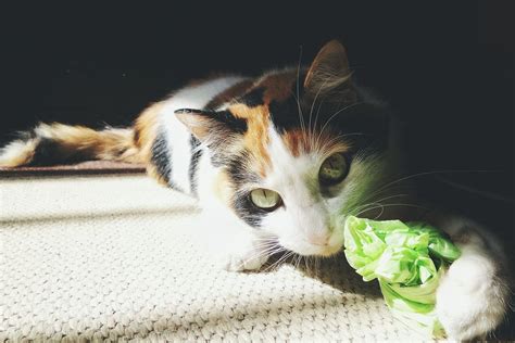 Shop for all of your pet needs at chewy's online pet store. Why Cats Eat and Chew on Plastic