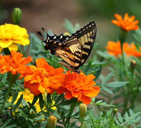 Tiger Swallowtail Butterfly On Orange Petaled Flower During Daytime Hd