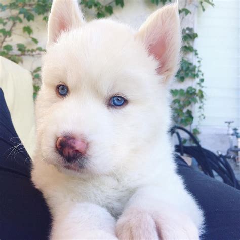 Looking for the best wallpapers? 20 Amazing Husky Dog Pictures, Images, Photos & Wallpapers ...