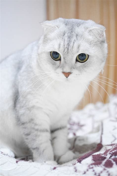 Scottish Fold Cats Surprising Facts About The Breed My Xxx Hot Girl