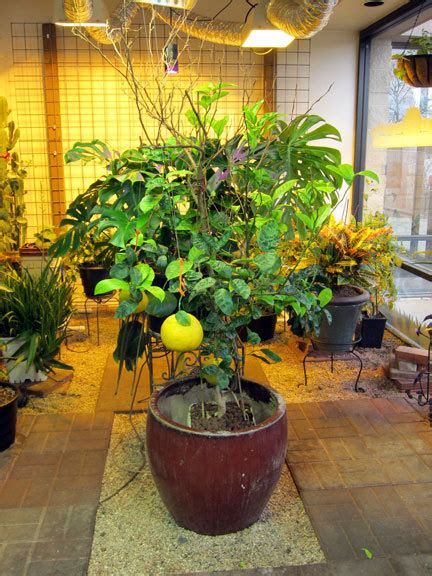Blueberries, a great fruit high in vitamins for your meal, can be grown well in hydroponics. Indoor Hydroponic Orange Tree