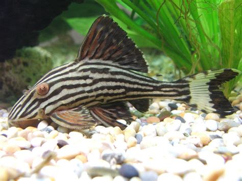 If you purchase a common pleco in a fish store it can be one of several species, including suckermouth catfish ( hypostomus plecostomus ), bristlenose catfish ( ancistrus dolichopterus. Royal Pleco (L-191) (panaque nigrolineatus) Photos ...